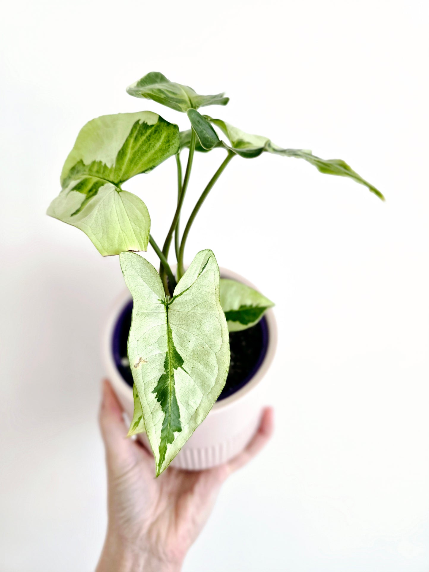 Syngonium Podophyllum 'Three Kings' - 100mm
