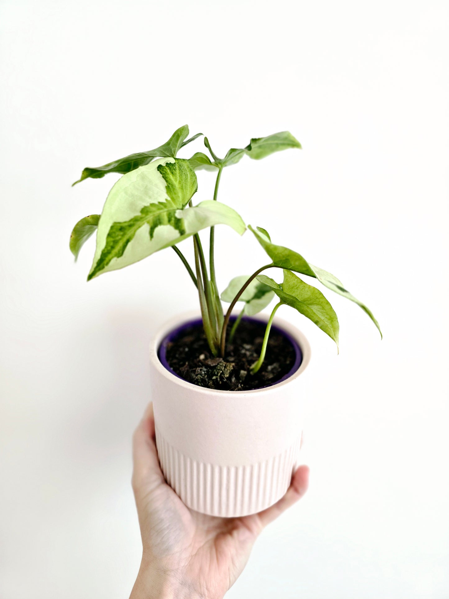 Syngonium Podophyllum 'Three Kings' - 100mm