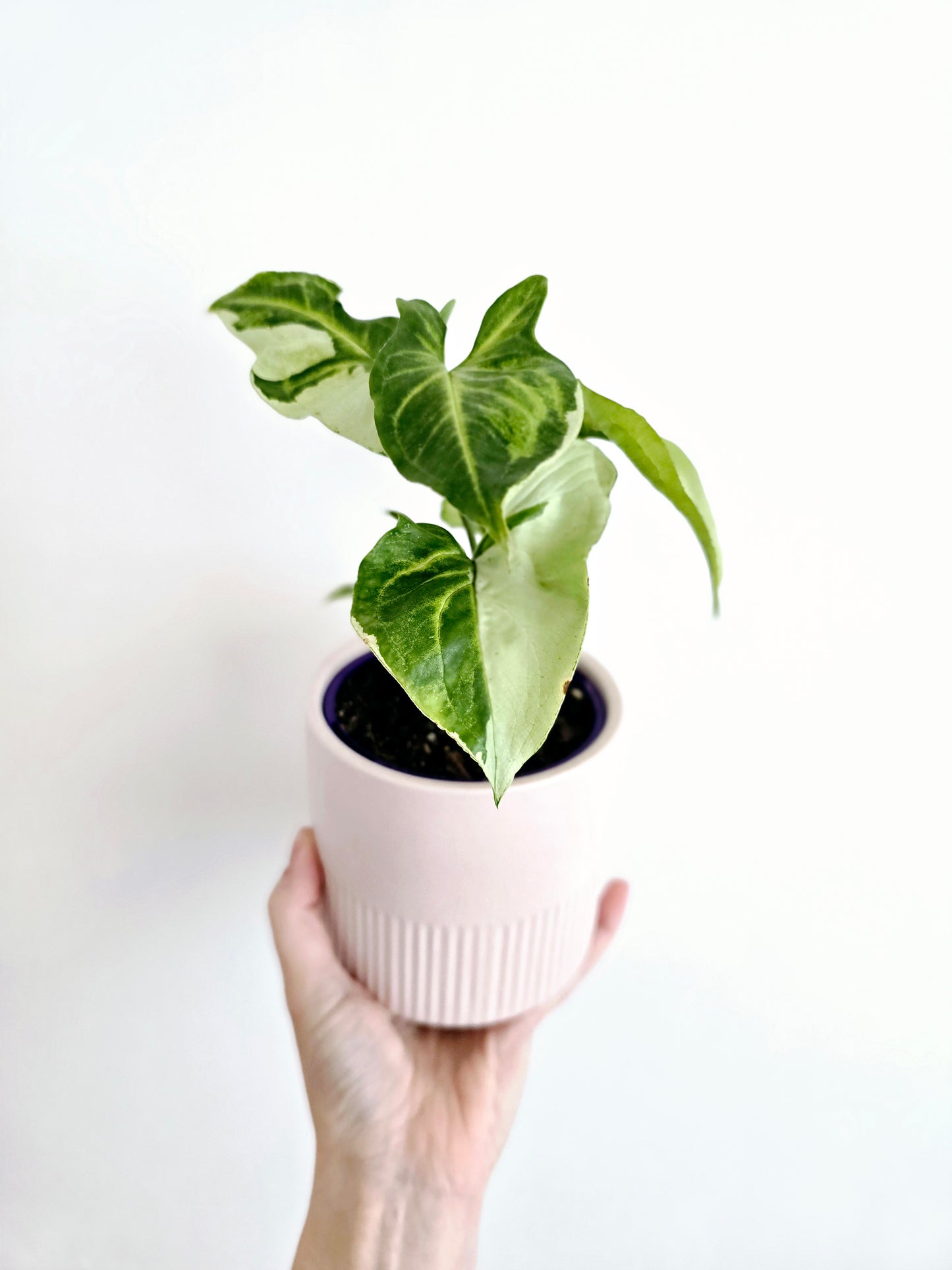 Syngonium Podophyllum 'Three Kings' - 100mm