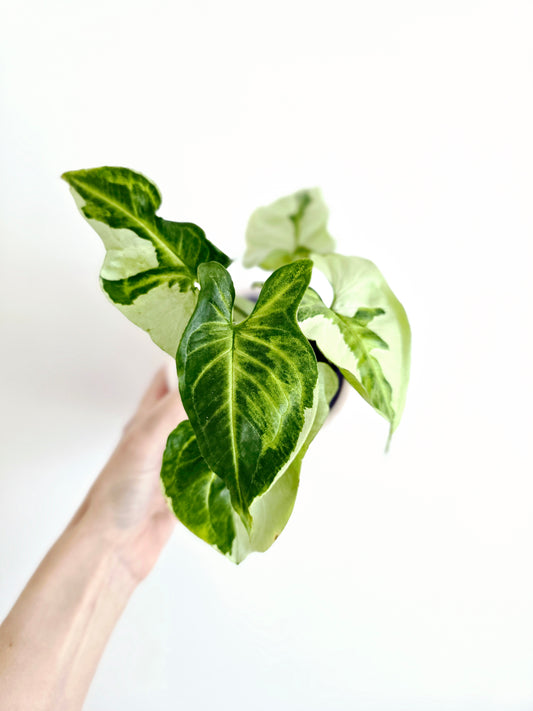 Syngonium Podophyllum 'Three Kings' - 100mm