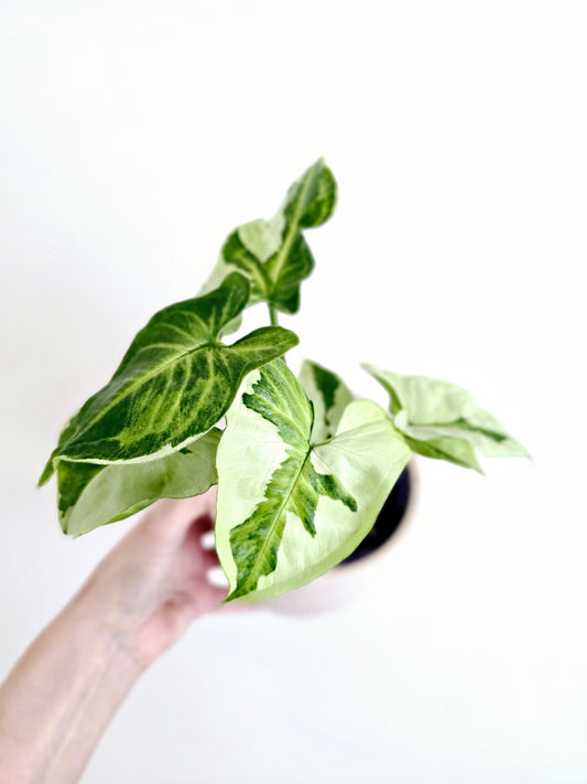 Syngonium Podophyllum 'Three Kings' - 100mm
