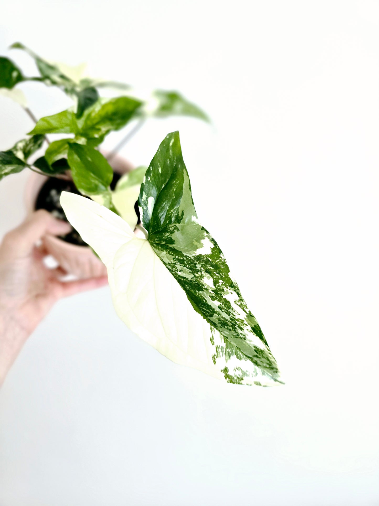 Syngonium Podophyllum 'Fantasy' - 100mm