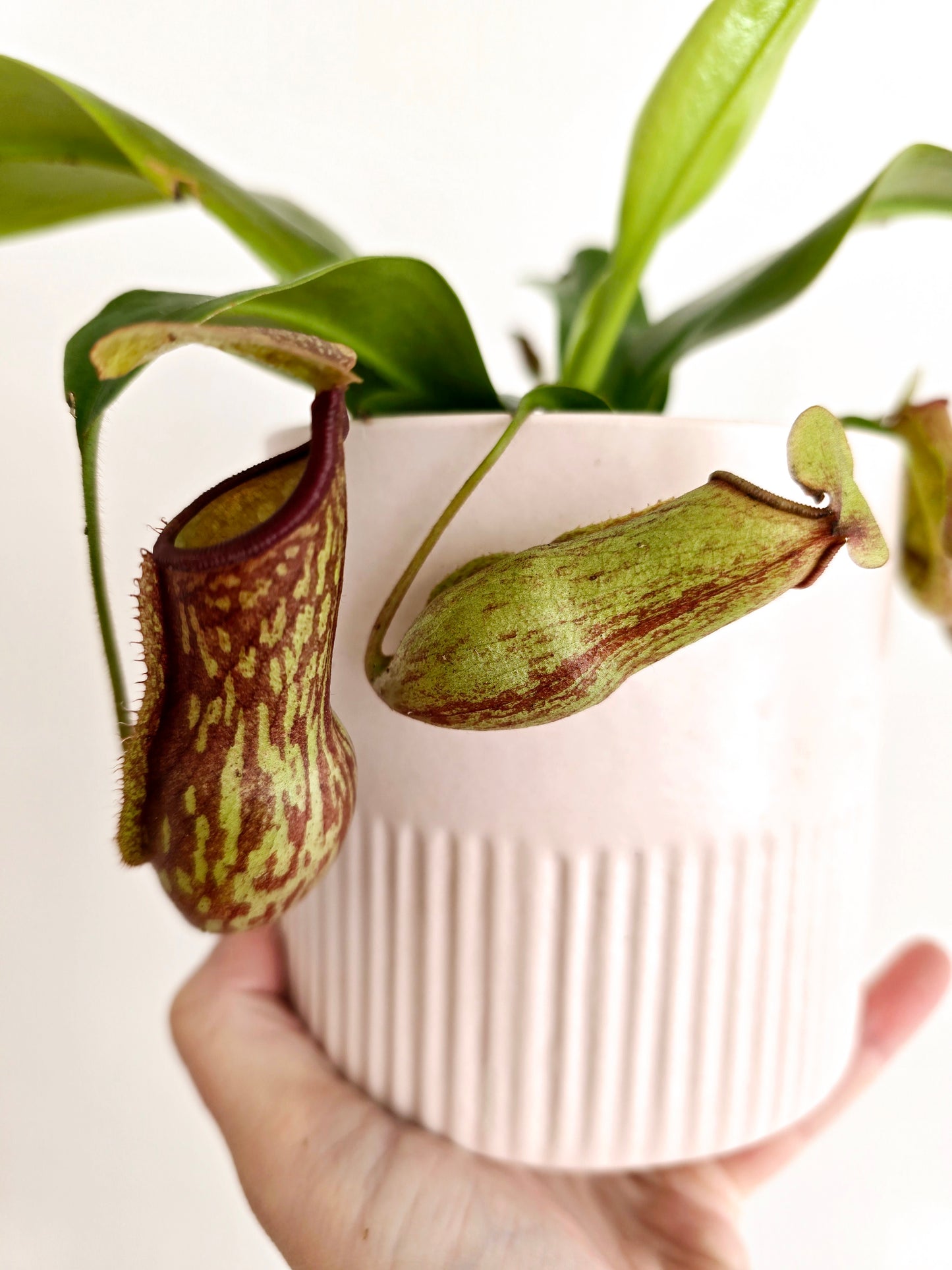 Nepenthes 'St Gaya' - 100mm