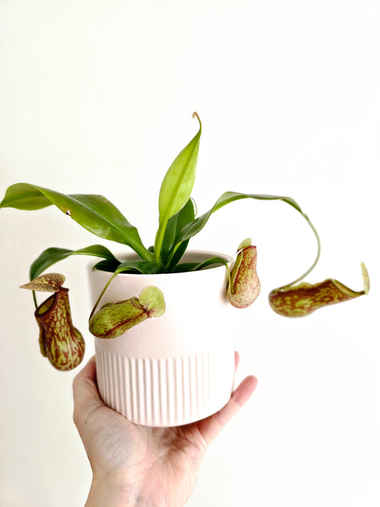 Nepenthes 'St Gaya' - 100mm