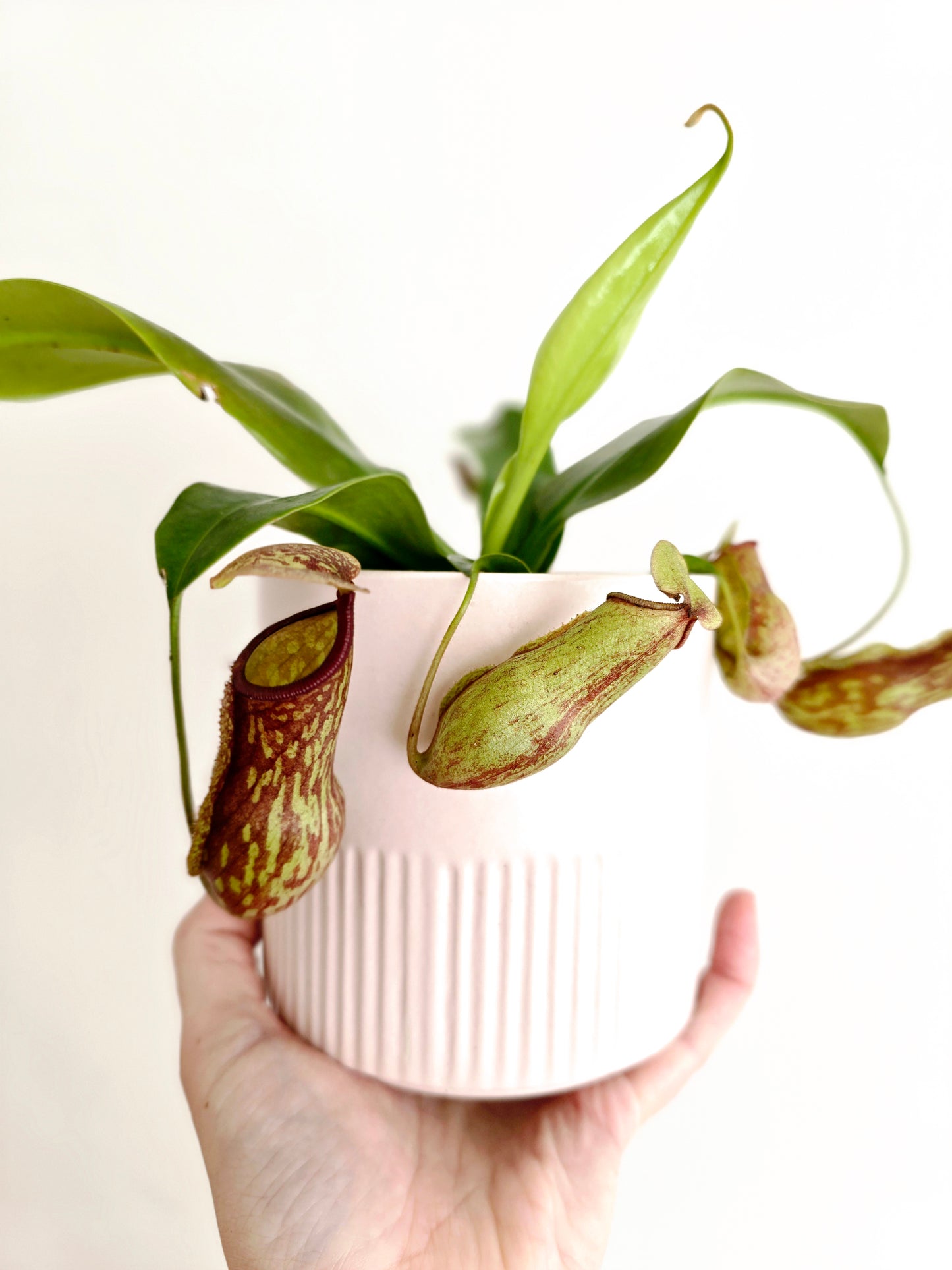 Nepenthes 'St Gaya' - 100mm