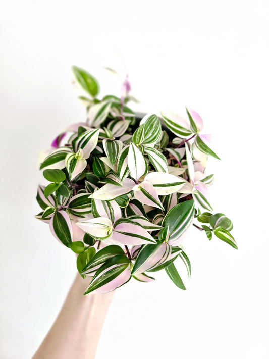 Tradescantia Fluminensis 'Tricolour' - 118mm