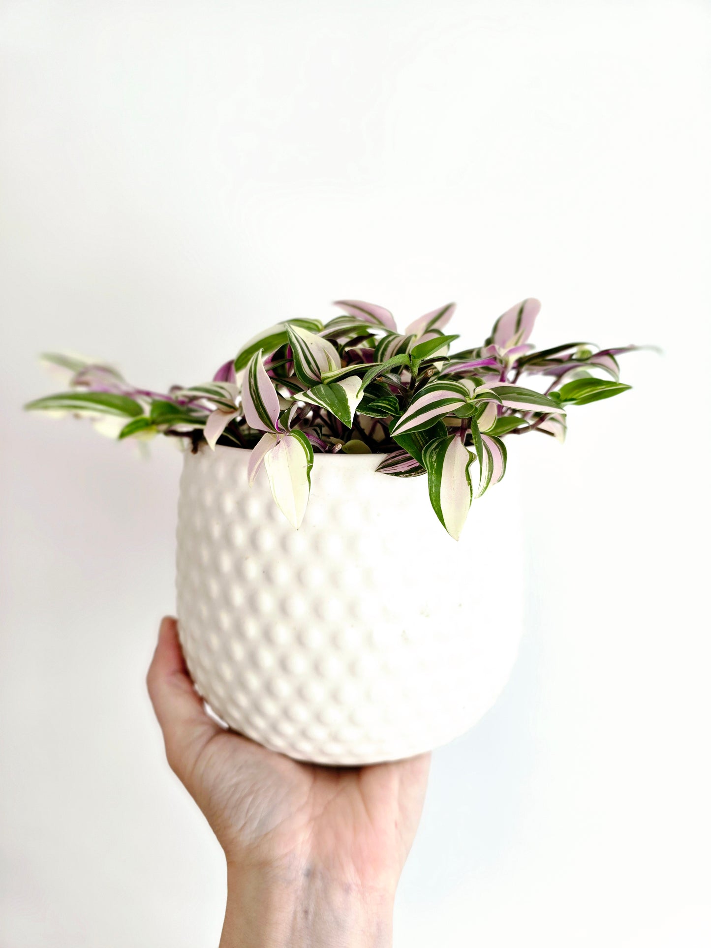 Tradescantia Fluminensis 'Tricolour' - 118mm
