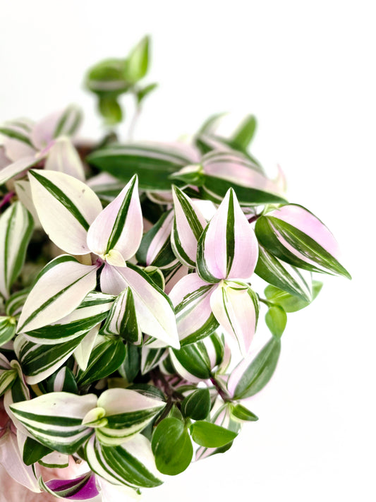 Tradescantia Fluminensis 'Tricolour' - 118mm