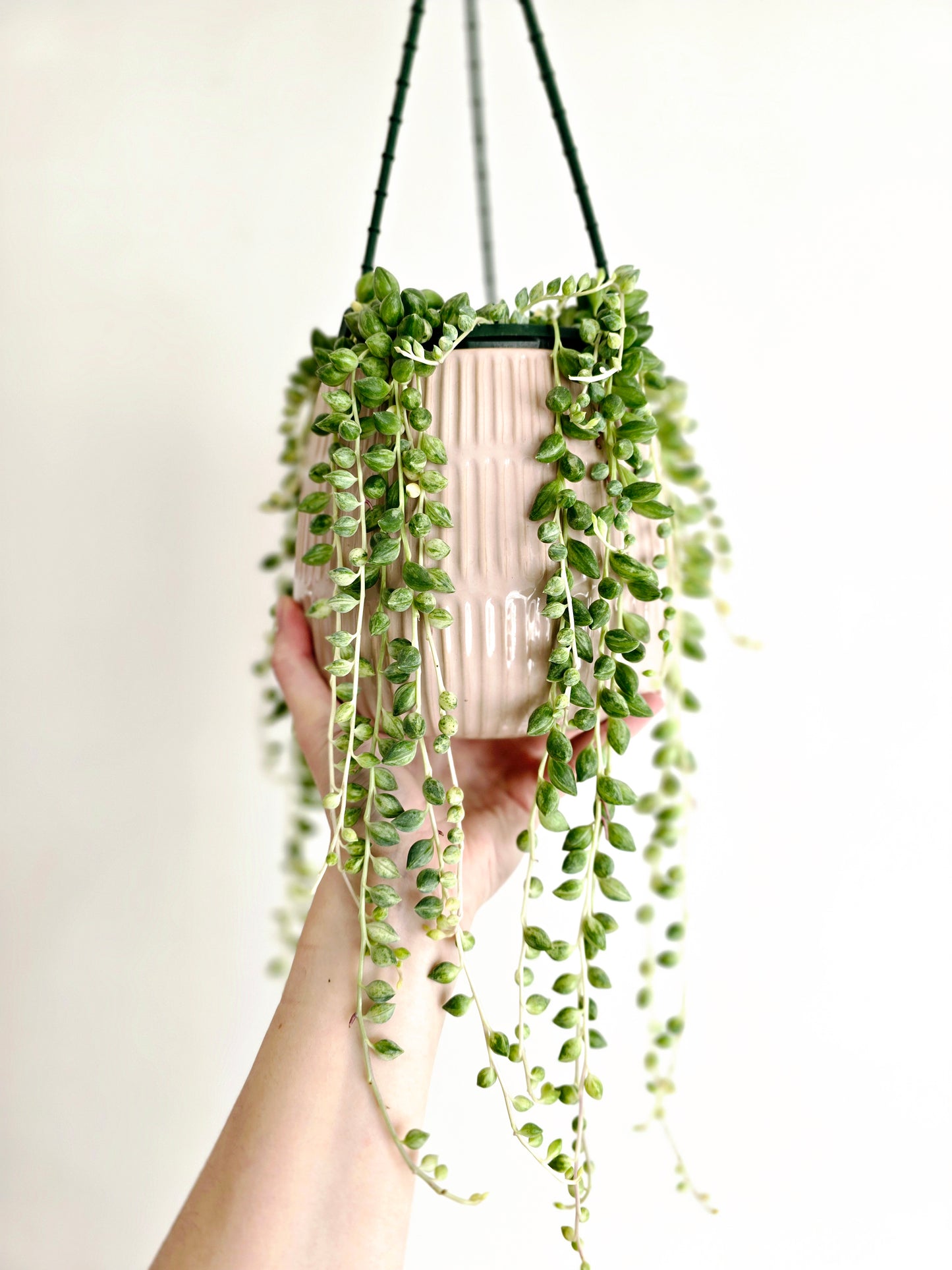 Senecio 'Angels Tears' Hanging Basket - 130mm