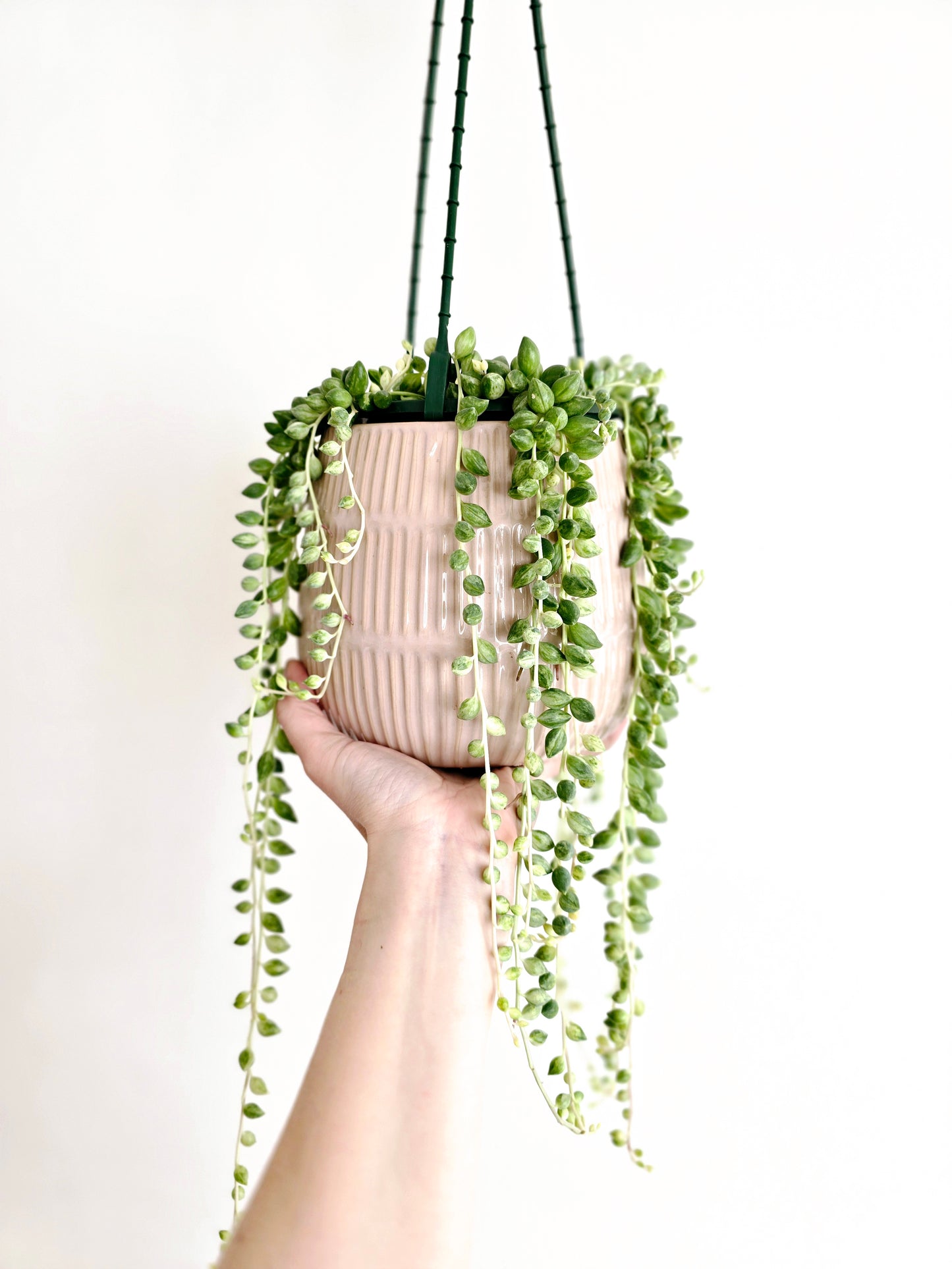 Senecio 'Angels Tears' Hanging Basket - 130mm