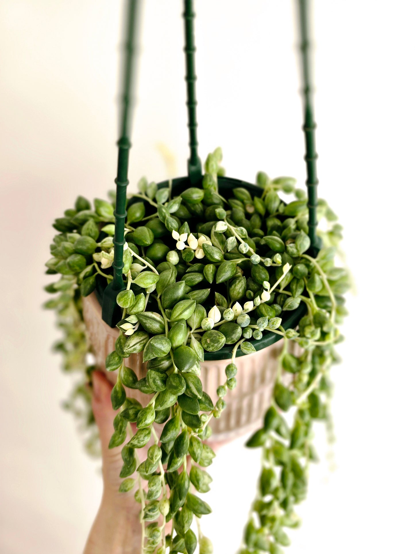 Senecio 'Angels Tears' Hanging Basket - 130mm