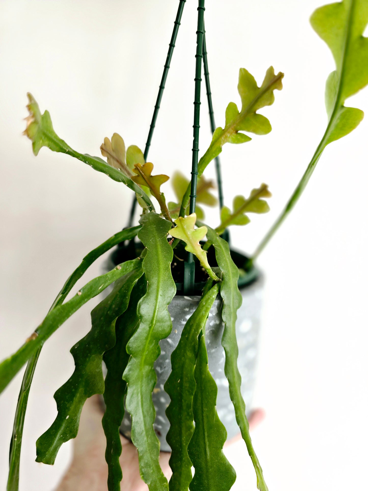 Disocactus Anguliger 'Zig Zag' Hanging Basket - 130mm