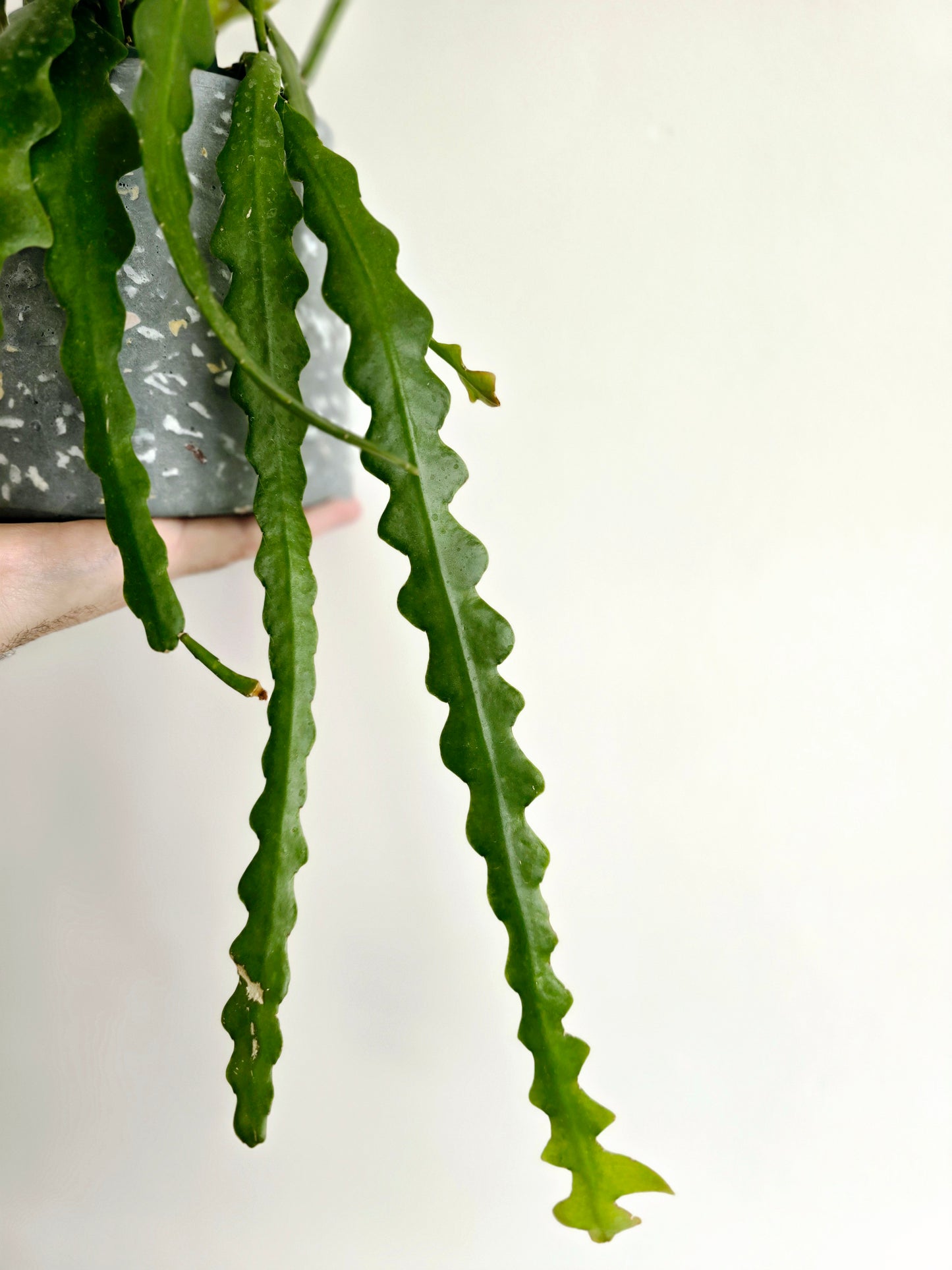 Disocactus Anguliger 'Zig Zag' Hanging Basket - 130mm