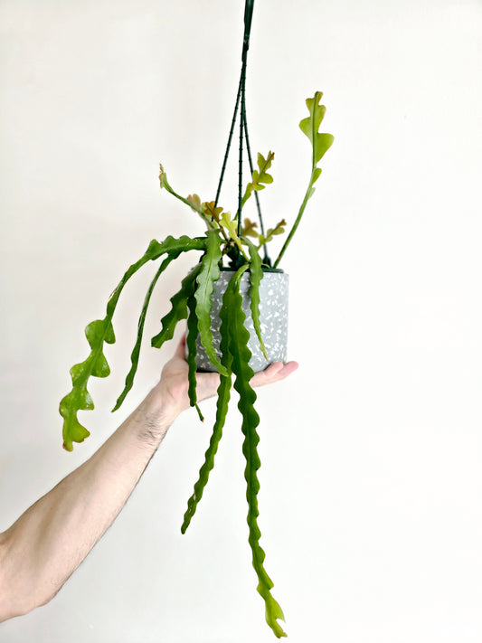 Disocactus Anguliger 'Zig Zag' Hanging Basket - 130mm