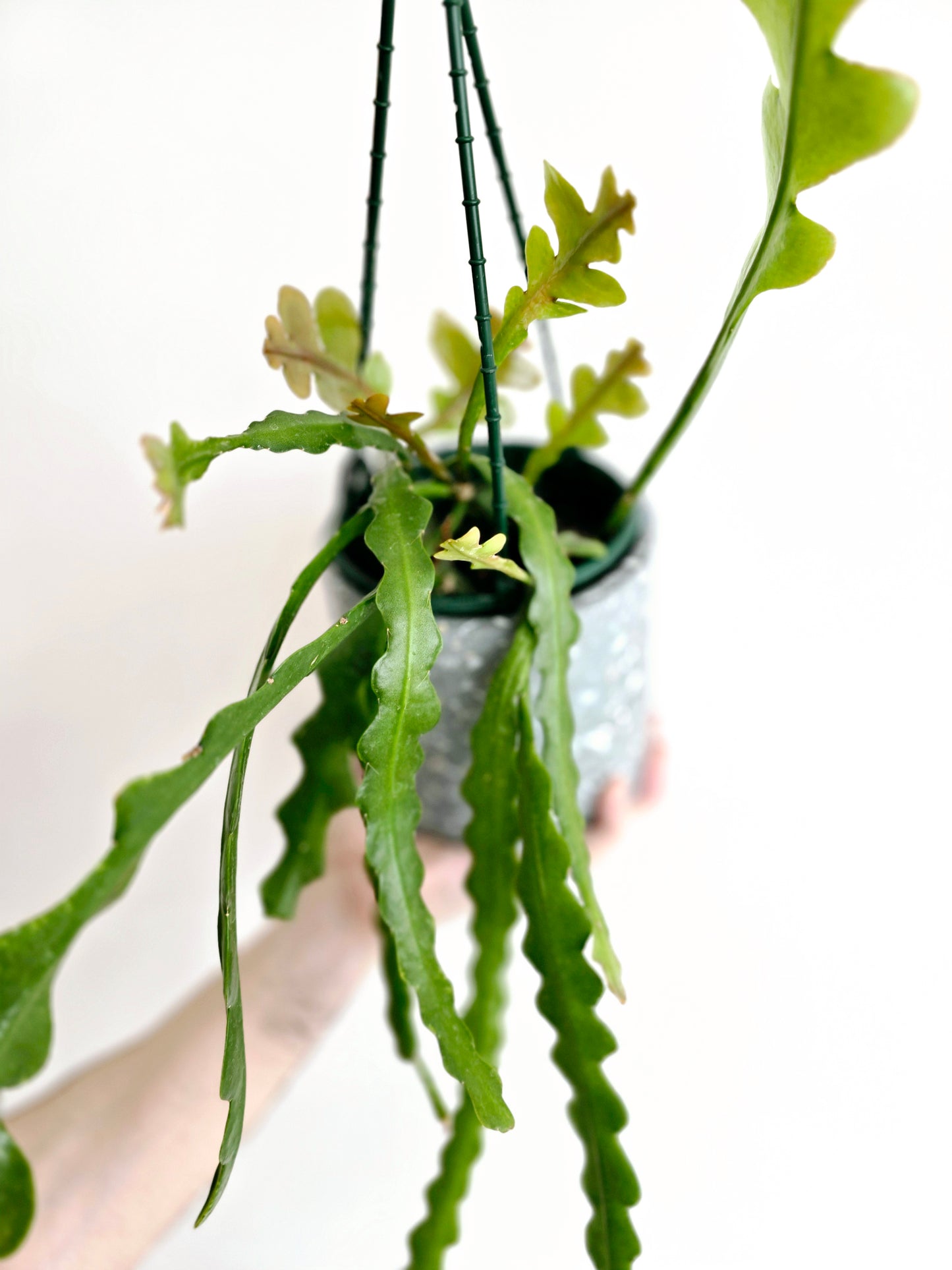 Disocactus Anguliger 'Zig Zag' Hanging Basket - 130mm