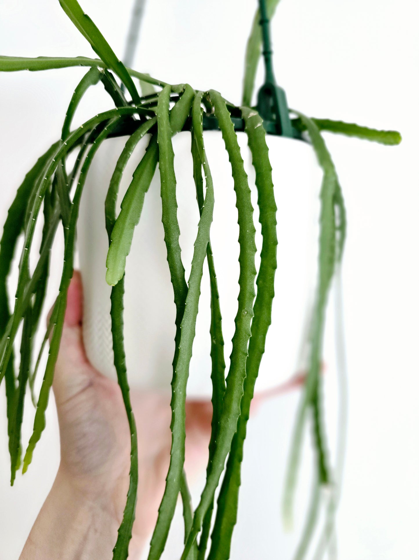 Rhipsalis 'Bolivianum' Hanging Basket - 130mm