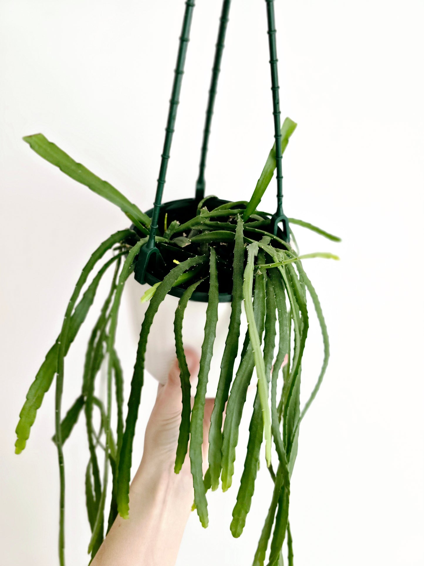 Rhipsalis 'Bolivianum' Hanging Basket - 130mm