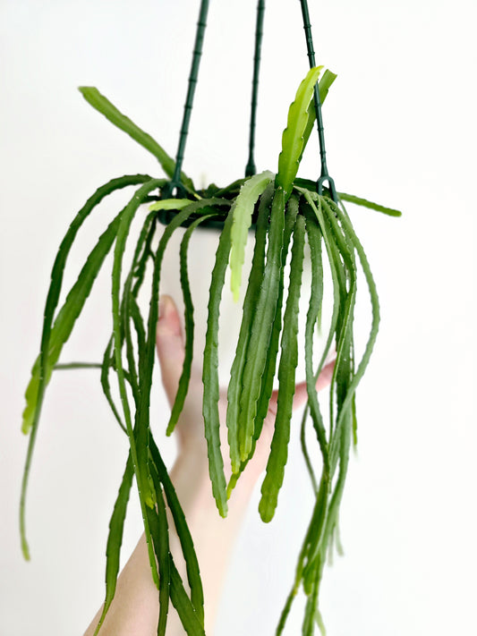 Rhipsalis 'Bolivianum' Hanging Basket - 130mm