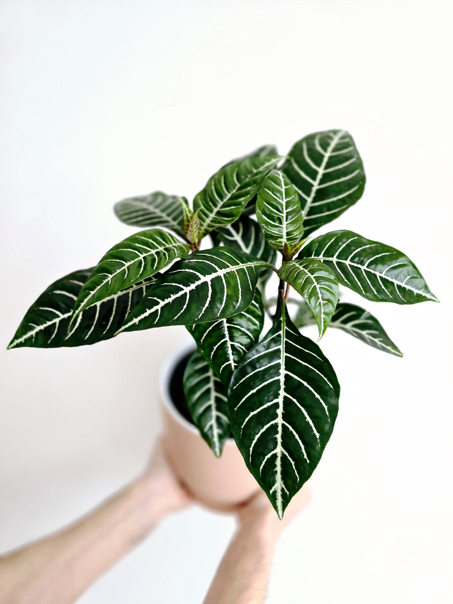Aphelandra Squarrosa 'Zebra' - 165mm