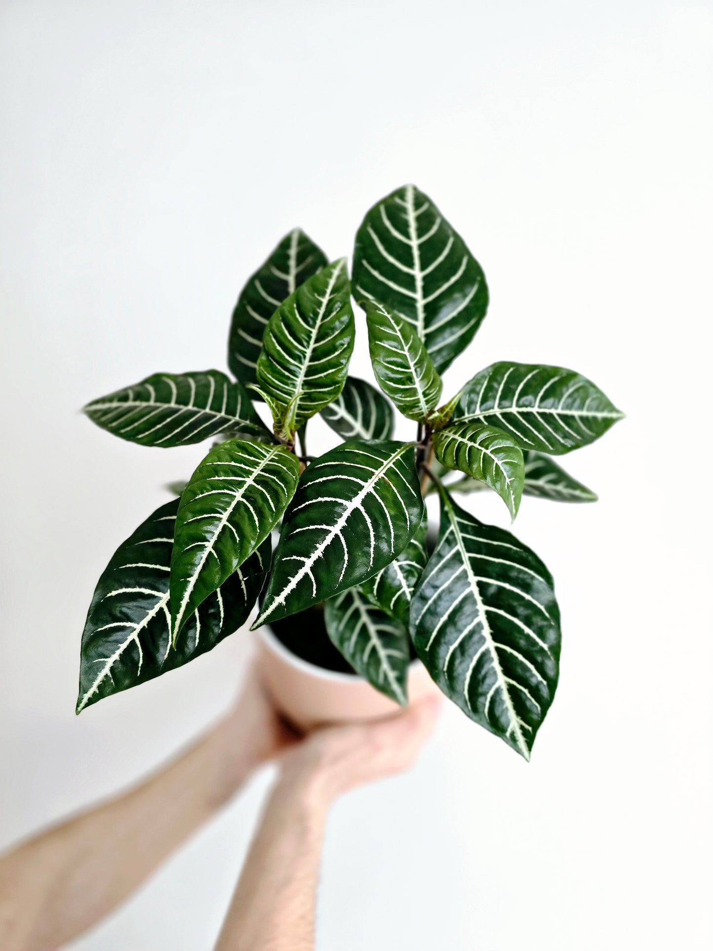 Aphelandra Squarrosa 'Zebra' - 165mm
