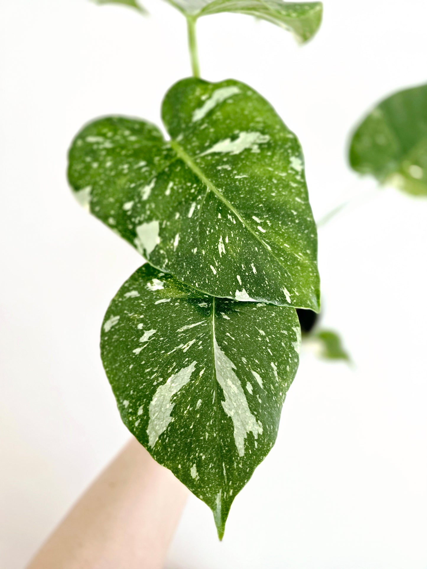Monstera 'Thai Constellation' - 125mm