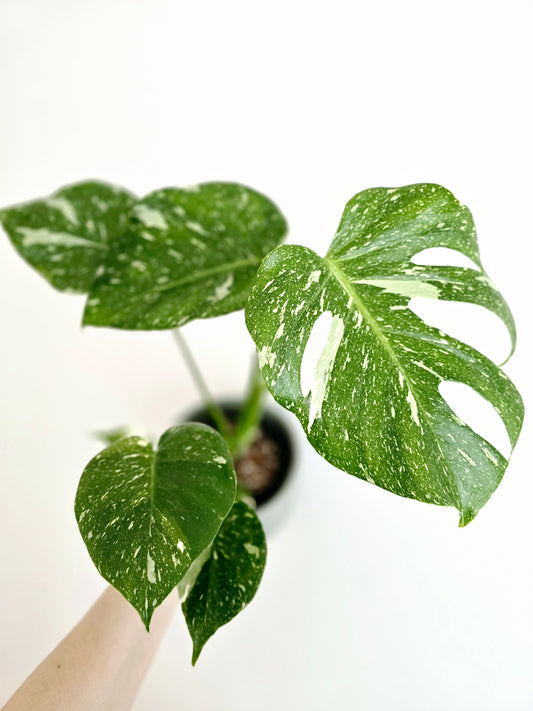 Monstera 'Thai Constellation' - 125mm
