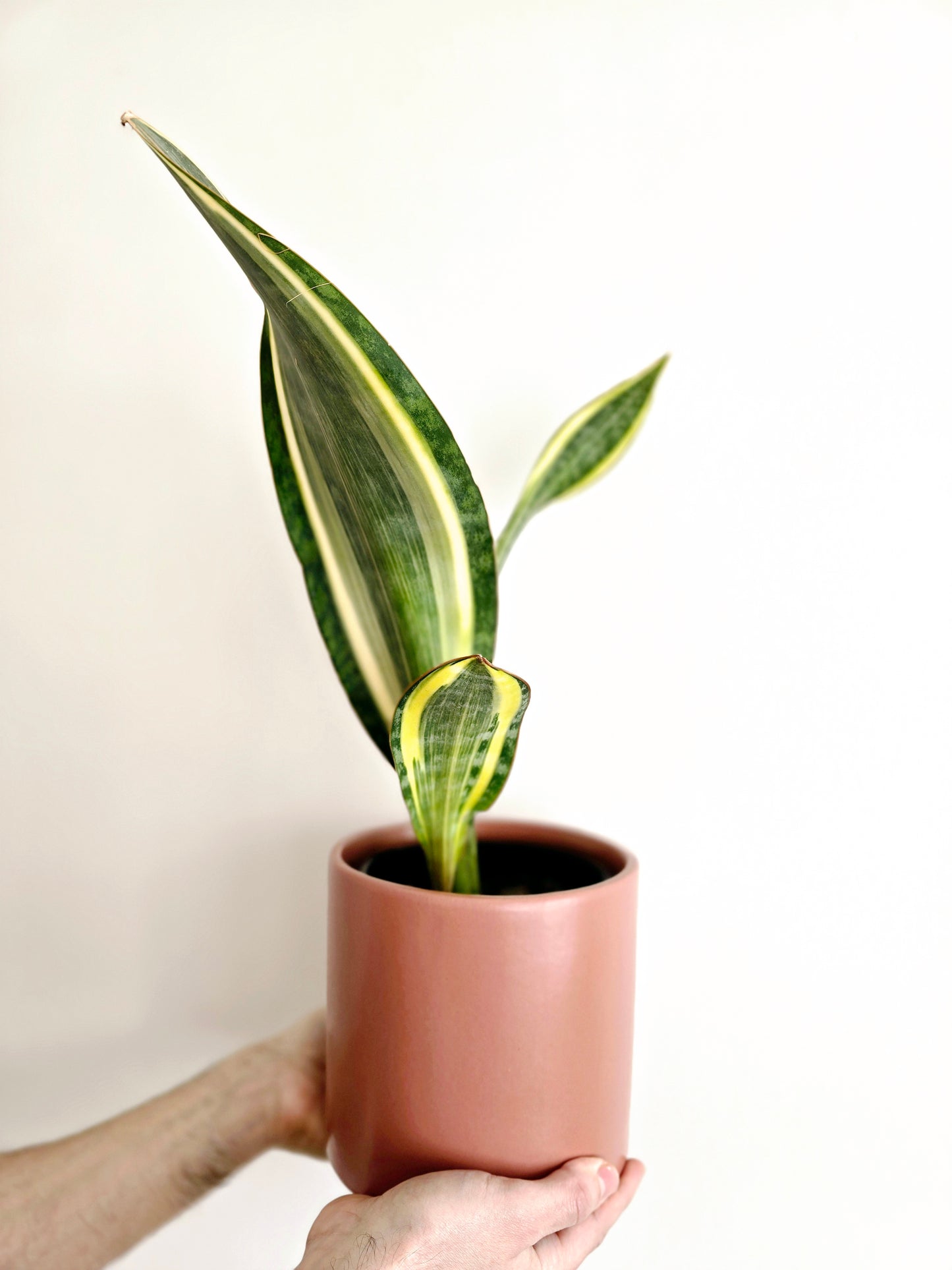 Sansevieria Masoniana 'Whale Fin'