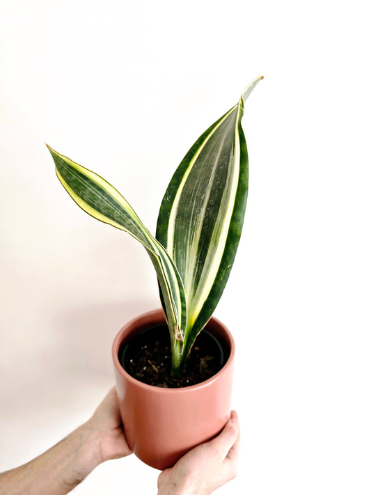 Sansevieria Masoniana 'Whale Fin'