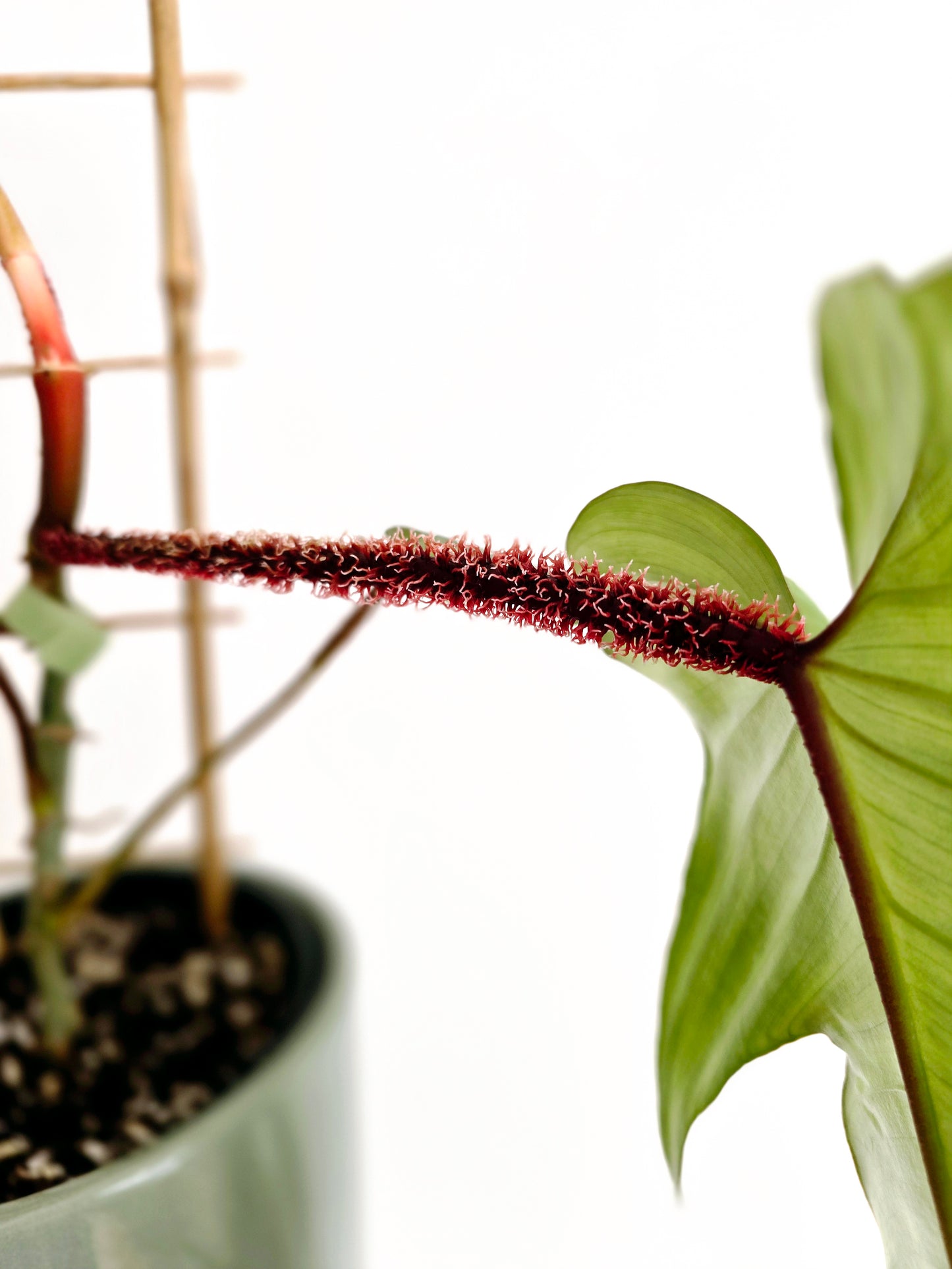 Philodendron 'Squamiferum' Ladder - 125mm