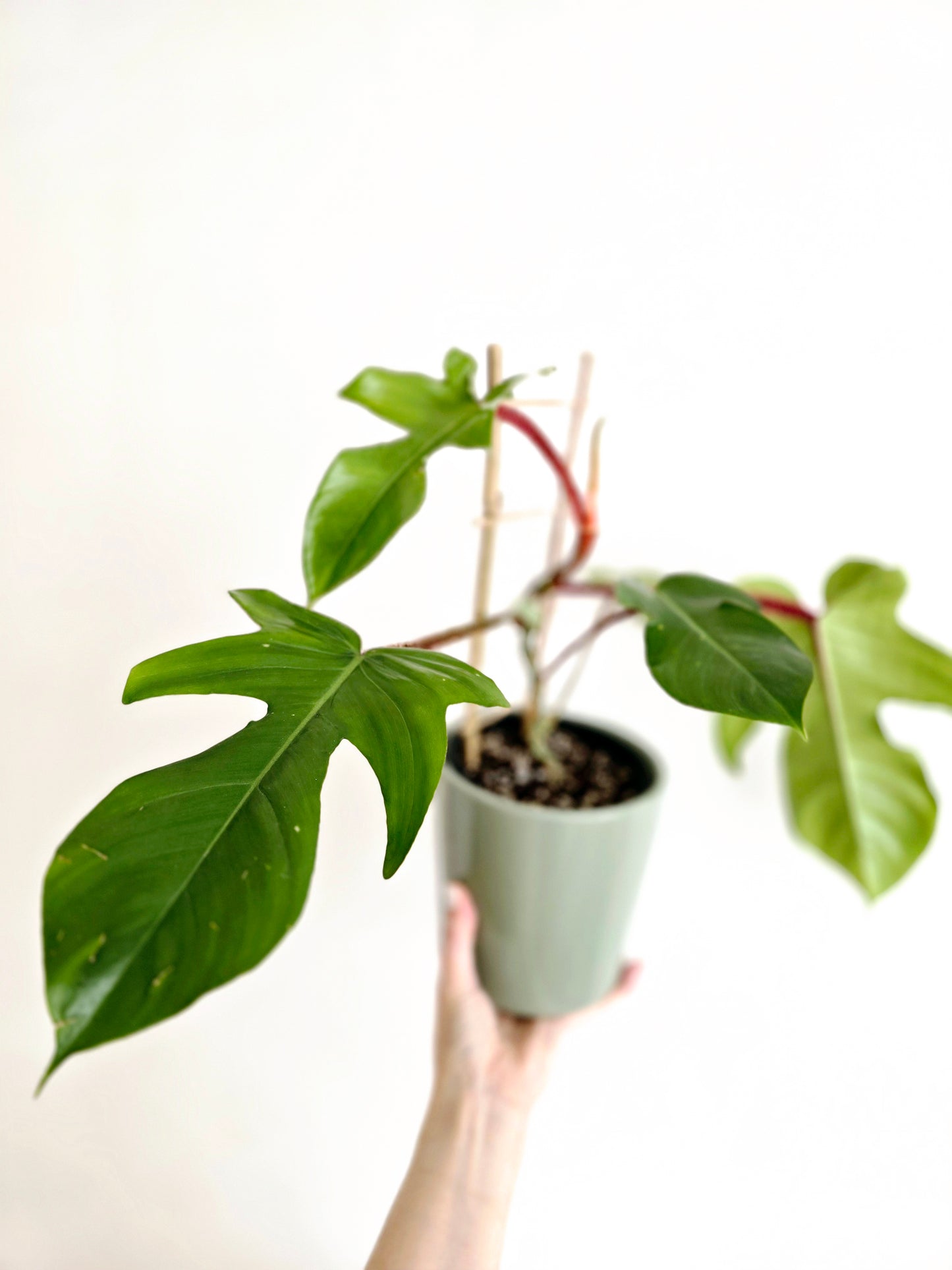 Philodendron 'Squamiferum' Ladder - 125mm