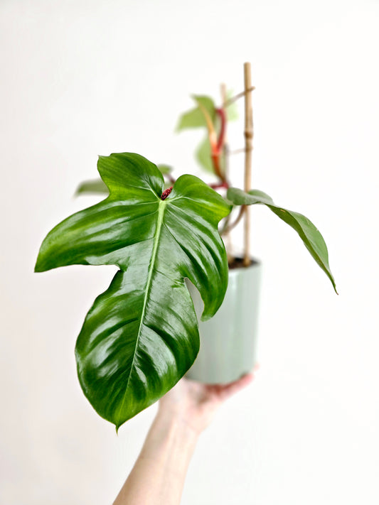 Philodendron 'Squamiferum' Ladder - 125mm