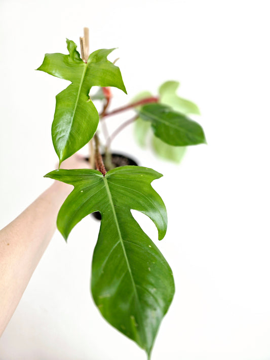 Philodendron 'Squamiferum' Ladder - 125mm