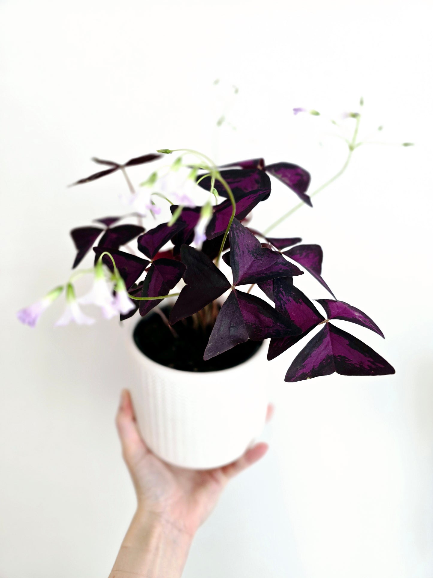 Oxalis Triangularis 'Purple' - 118mm