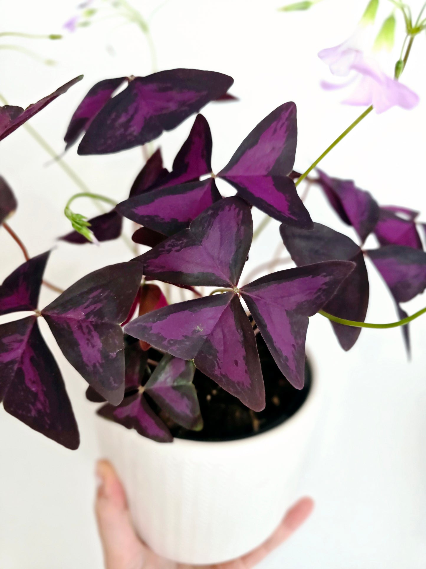 Oxalis Triangularis 'Purple' - 118mm