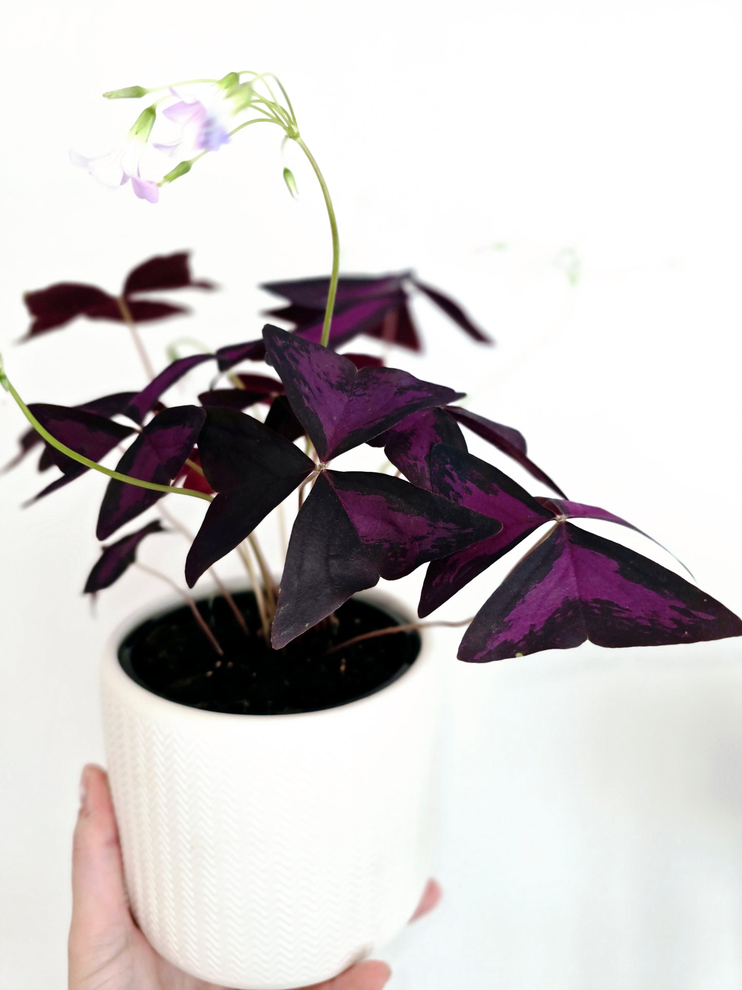 Oxalis Triangularis 'Purple' - 118mm