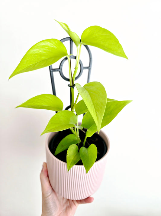 Epipremnum Aureum 'Goldilocks' Ladder - 118mm