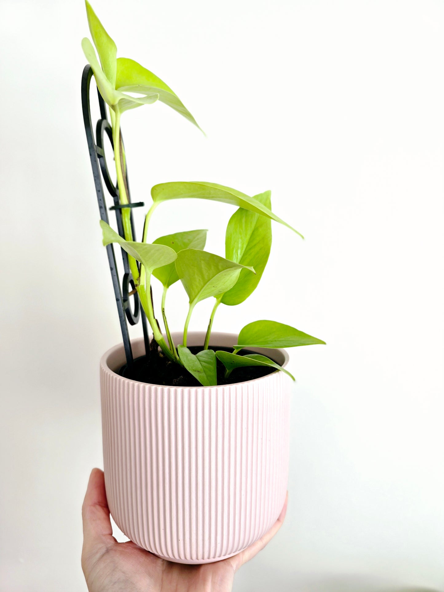 Epipremnum Aureum 'Goldilocks' Ladder - 118mm