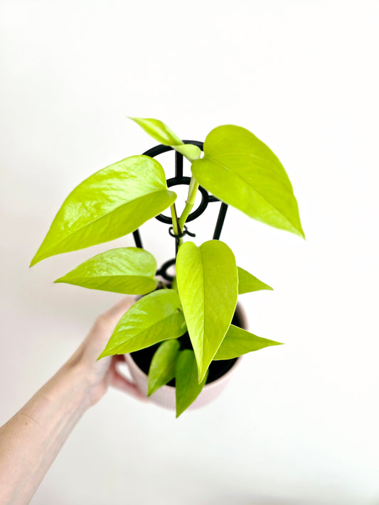Epipremnum Aureum 'Goldilocks' Ladder - 118mm