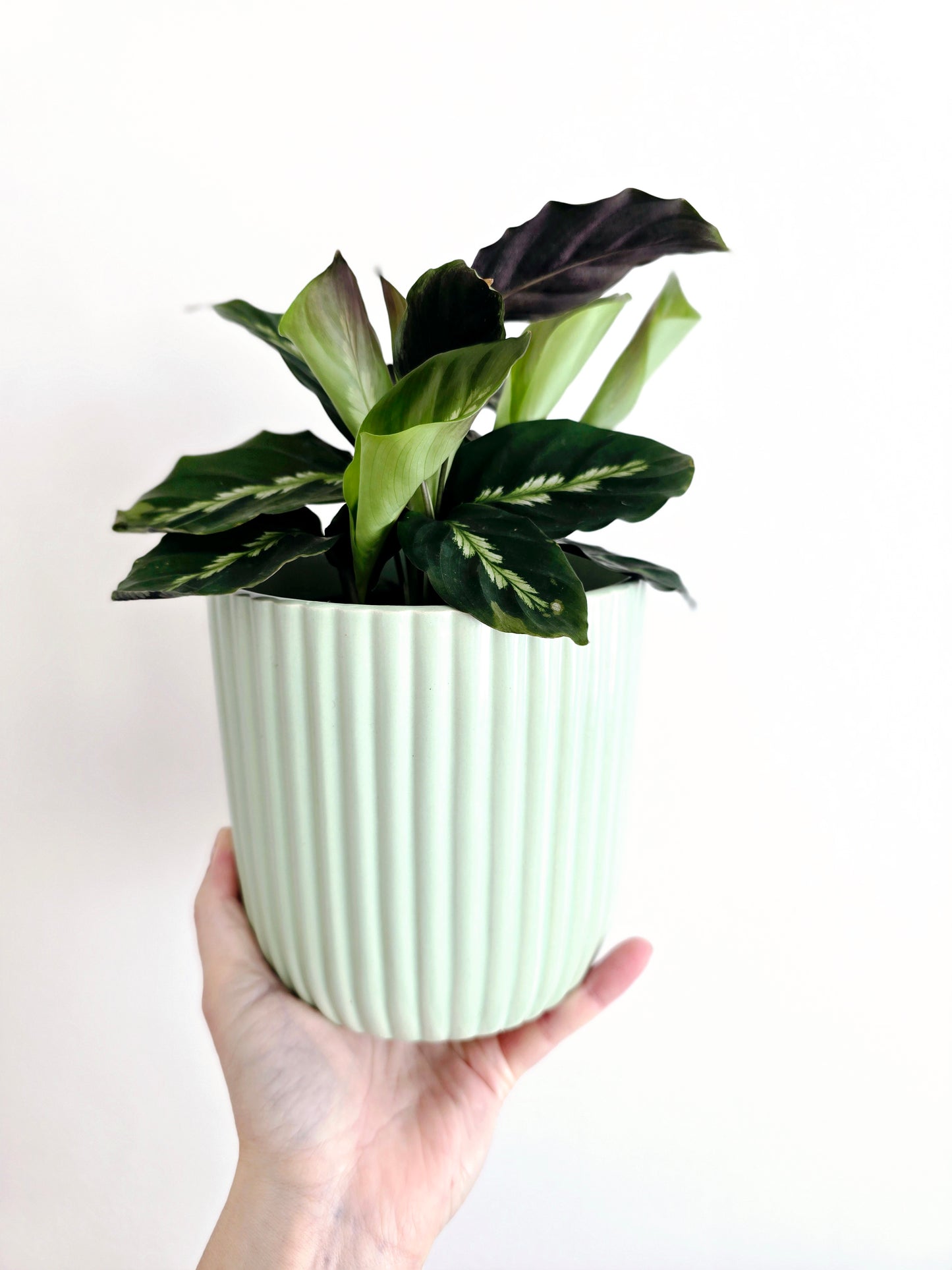 Calathea 'Maui Queen' - 118mm