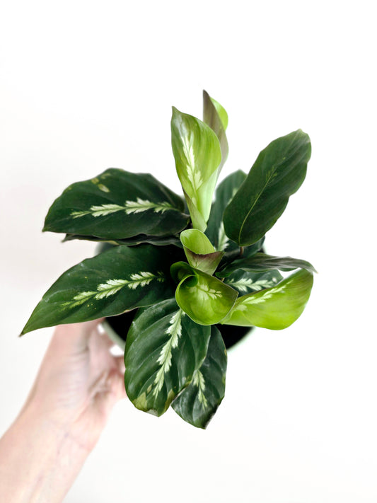 Calathea 'Maui Queen' - 118mm