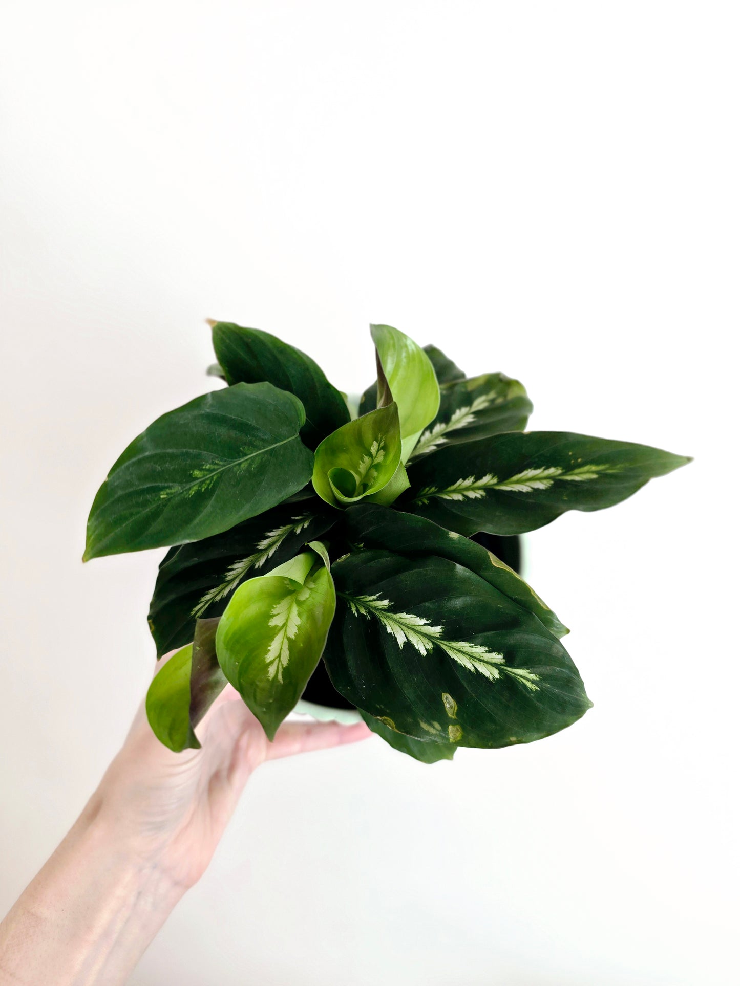 Calathea 'Maui Queen' - 118mm