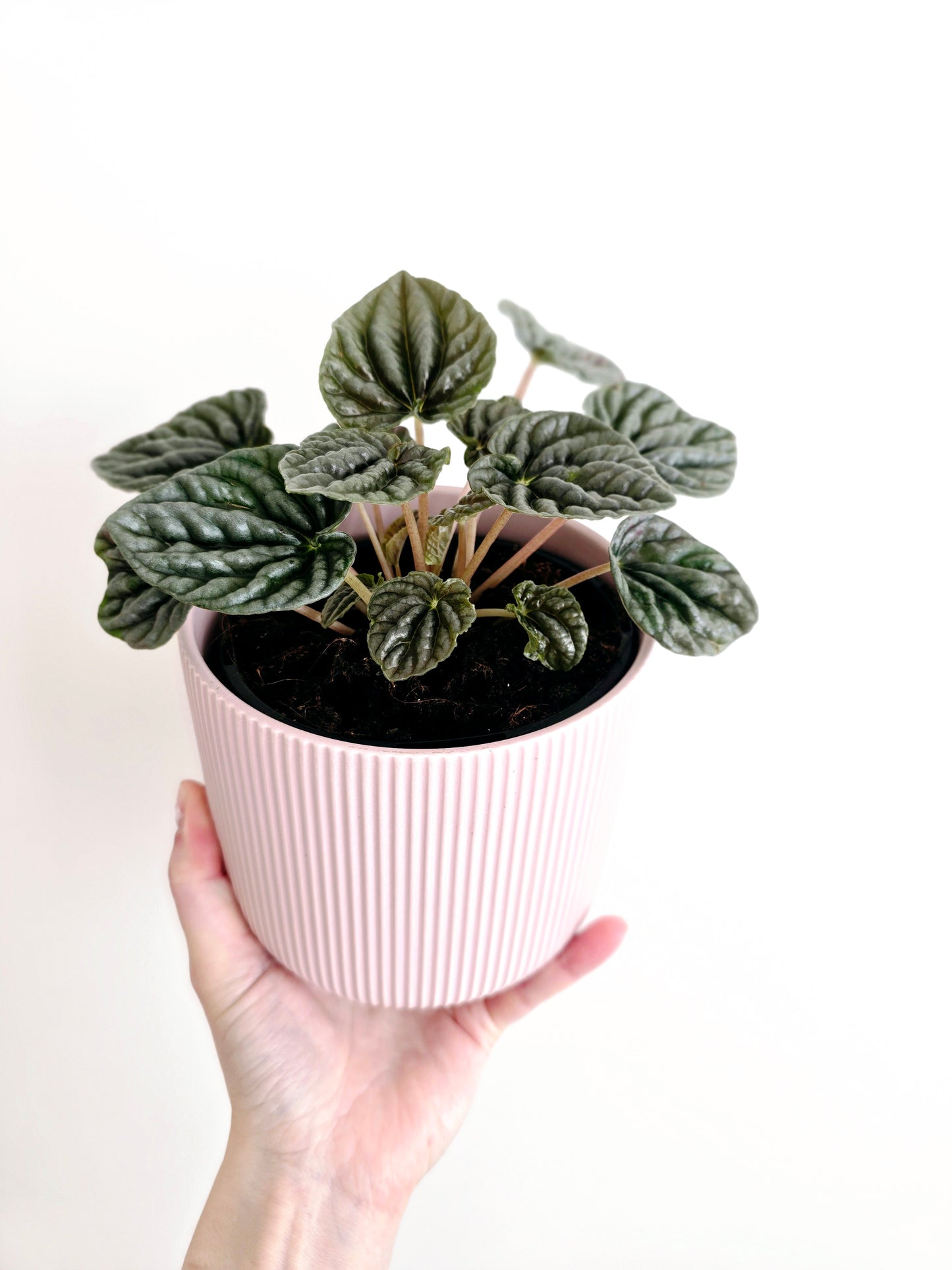 Peperomia Marmorata 'Silver Heart' - 118mm