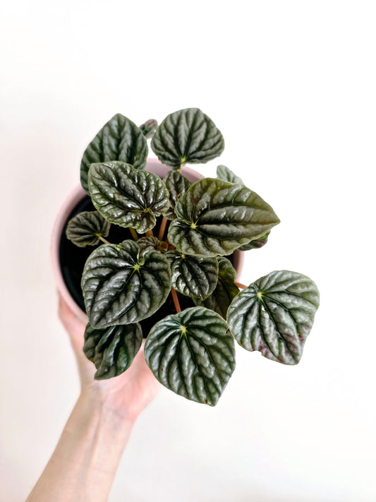 Peperomia Marmorata 'Silver Heart' - 118mm