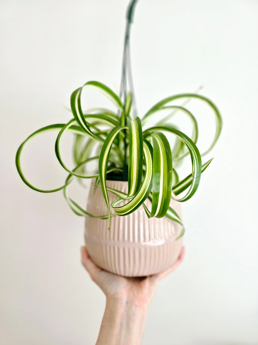 Chlorophytum 'Bonnie' Hanging Basket - 130mm