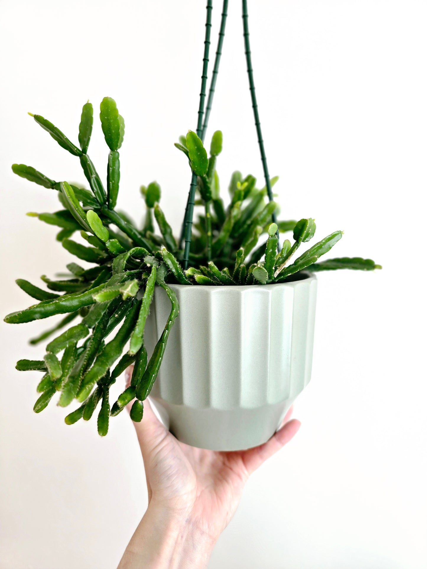 Rhipsalis 'Micrantha' Hanging Basket - 130mm