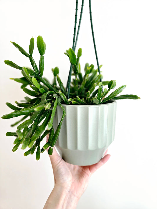 Rhipsalis 'Micrantha' Hanging Basket - 130mm