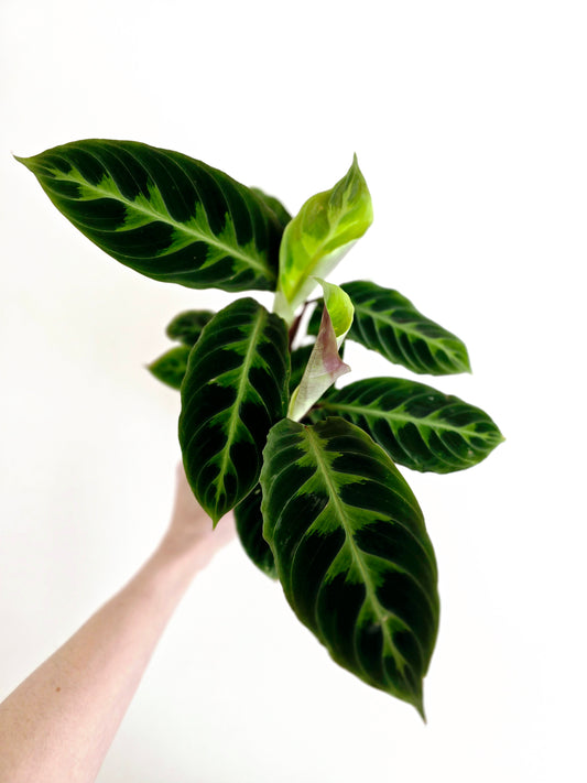 Calathea 'Warscewiczii' - 118mm