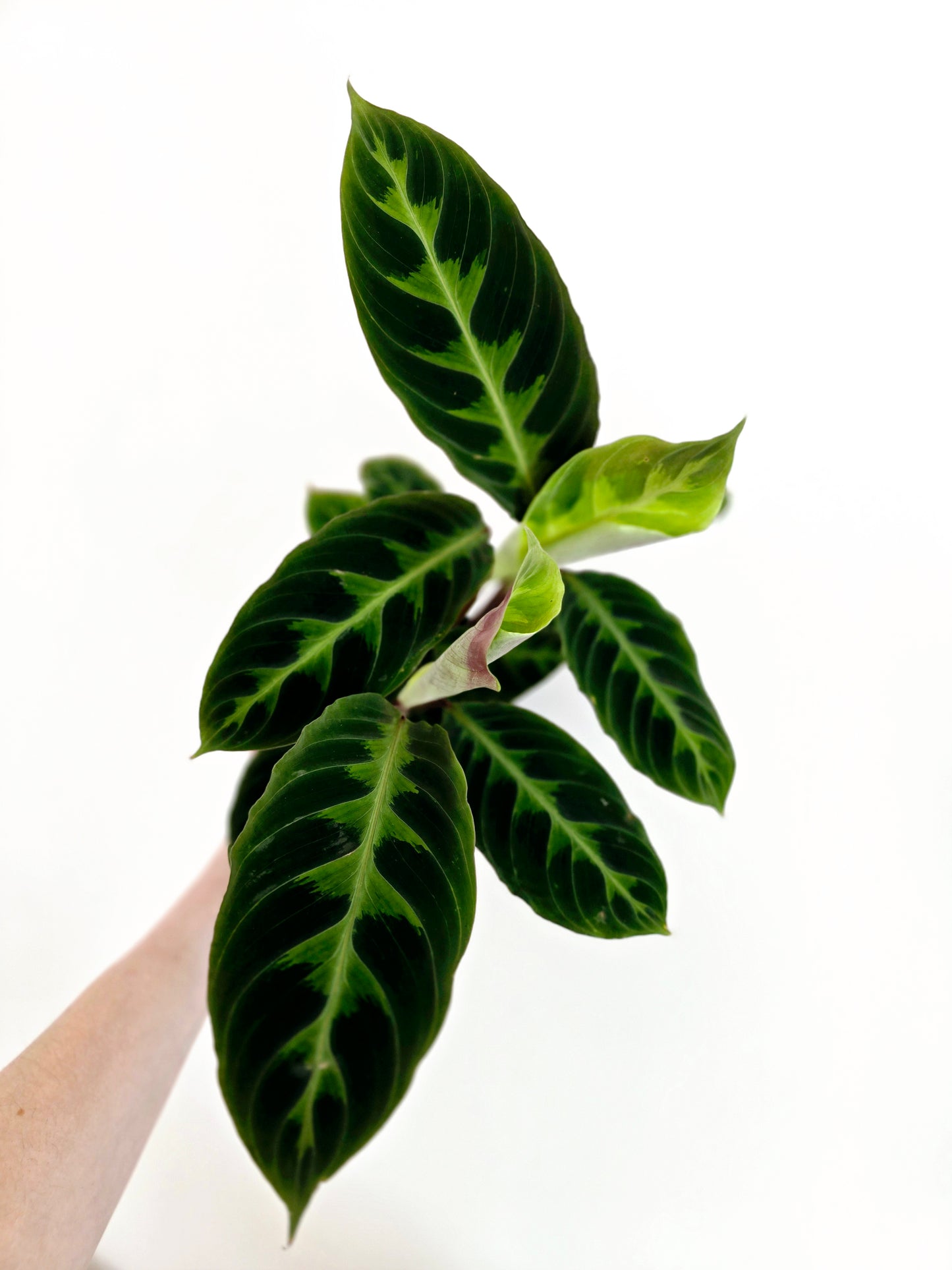 Calathea 'Warscewiczii' - 118mm