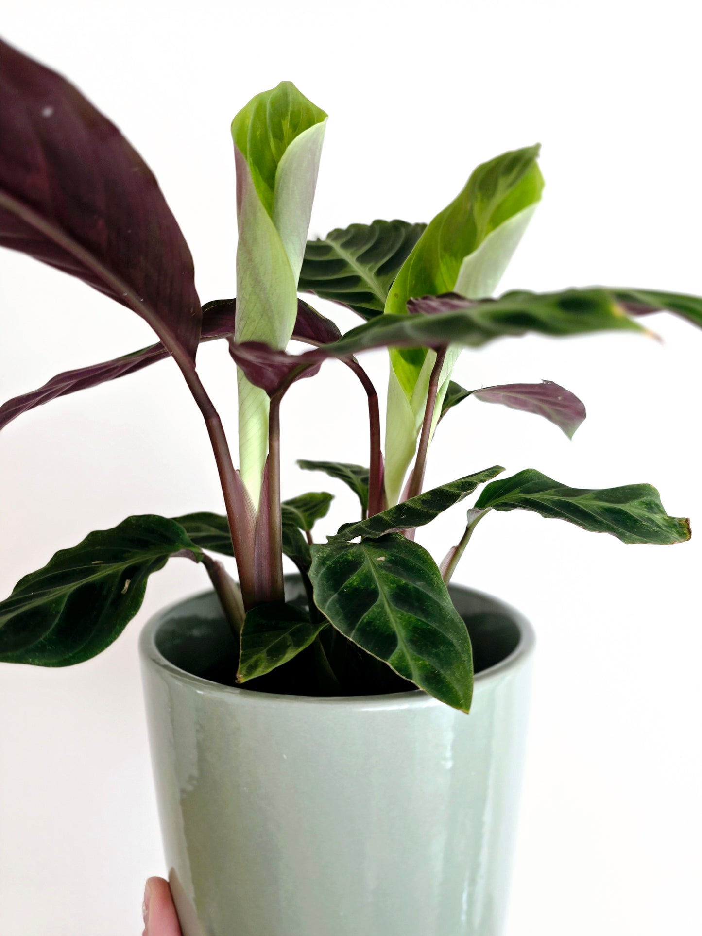 Calathea 'Warscewiczii' - 118mm