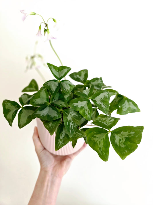 Oxalis Triangularis 'Irish Mist' - 118mm